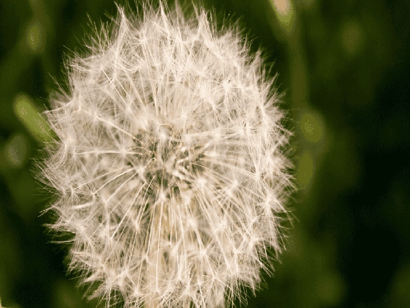 抗精子抗体检查费用，试管宫外孕的概率